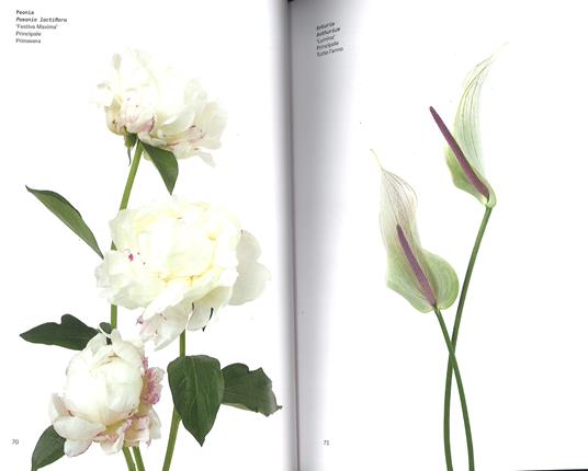 Il colore dei fiori - Michael Putnam,Taylor Putnam - 5