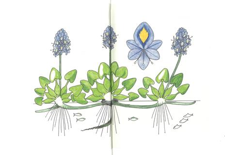 Atlante di botanica poetica. Ediz. illustrata - Francis Hallé - 2