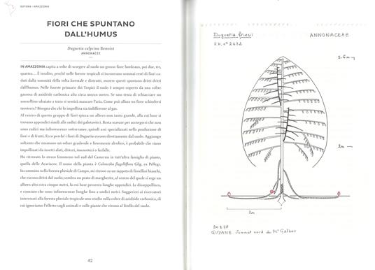 Atlante di botanica poetica. Ediz. illustrata - Francis Hallé - 5