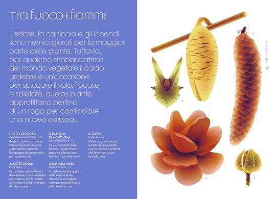 L'odissea dei semi. Ediz. a colori - Cruschiform - 3