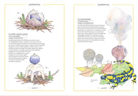 Inventario illustrato dei funghi. Ediz. a colori - Virginie Aladjidi,Caroline Pellissier,Emmanuelle Tchoukriel - 3