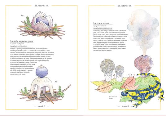 Inventario illustrato dei funghi. Ediz. a colori - Virginie Aladjidi,Caroline Pellissier,Emmanuelle Tchoukriel - 3