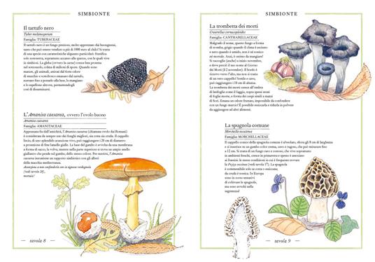 Inventario illustrato dei funghi. Ediz. a colori - Virginie Aladjidi,Caroline Pellissier,Emmanuelle Tchoukriel - 4