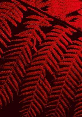 Julian Charrière: Controlled burn. Ediz. multilingue - copertina