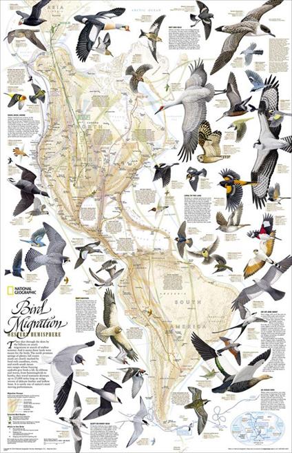 Migrazioni degli uccelli. America del Nord e del Sud. Carta murale. Ediz. inglese - copertina