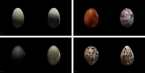 Uova. Ediz. a colori - Paul Starosta,Laurent Vallotton - 2