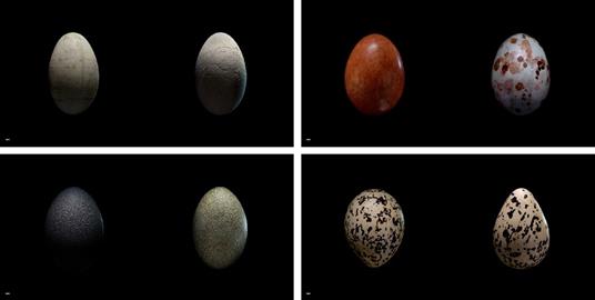 Uova. Ediz. a colori - Paul Starosta,Laurent Vallotton - 2