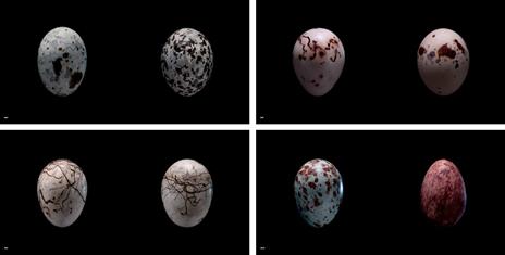 Uova. Ediz. a colori - Paul Starosta,Laurent Vallotton - 3