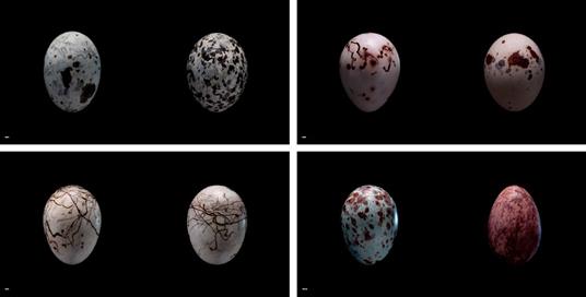 Uova. Ediz. a colori - Paul Starosta,Laurent Vallotton - 3