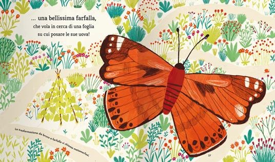 La farfalla e il fagiolo - Martin Jenkins - 8