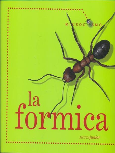 La formica - Ting Morris - 6