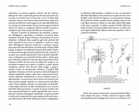 I diritti della terra. Alle radici dell'agricoltura naturale - Albert Howard - 5