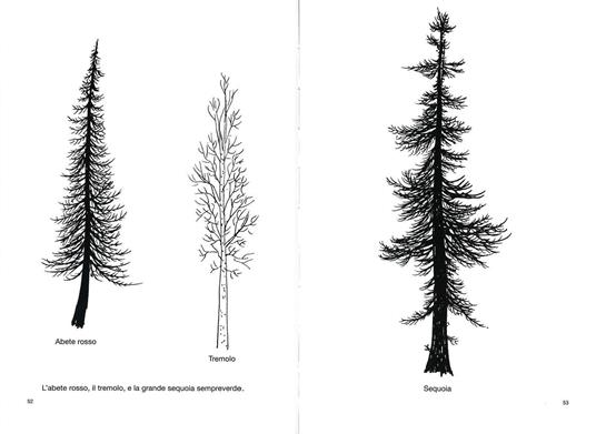 Disegnare un albero - Bruno Munari - 5