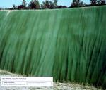 Galleria naturale. Ediz. italiana e inglese