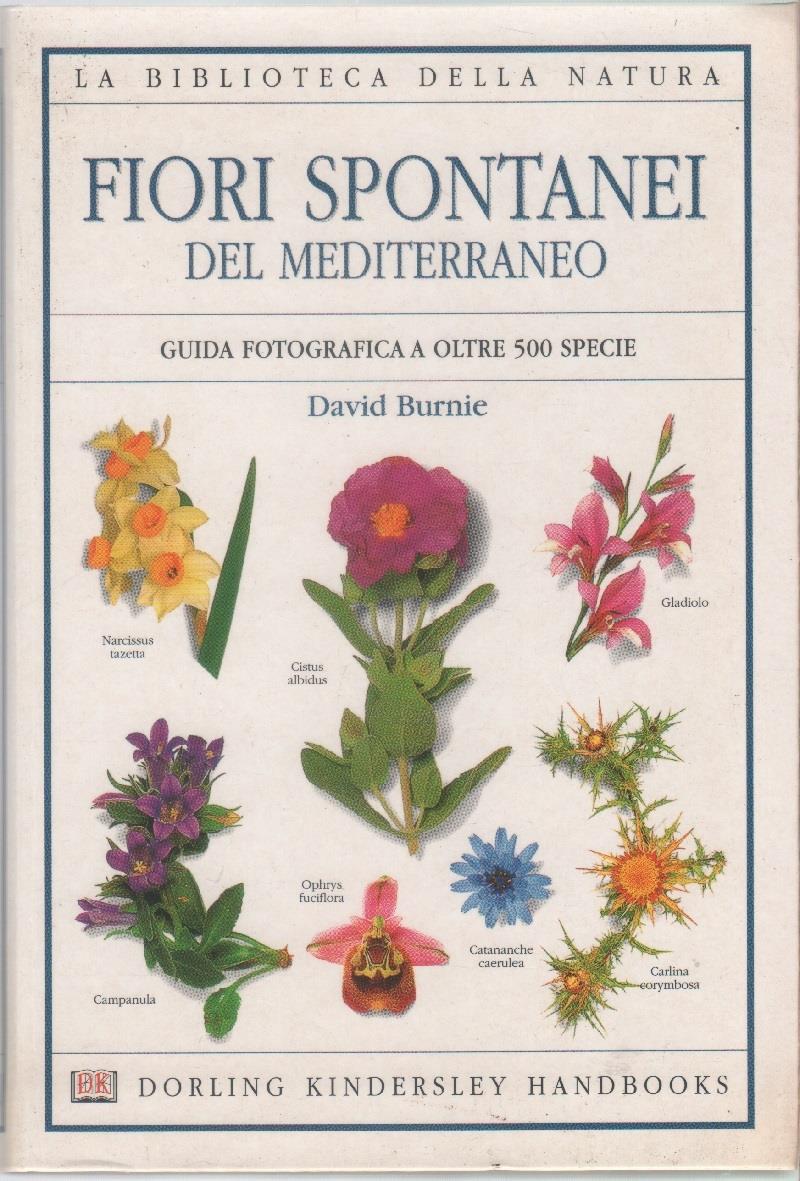 Fiori spontanei del Mediterraneo