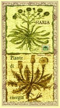 Libro Piante di energia Haria