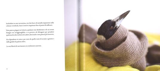 Penguin bloom. L'uccellino che salvò la nostra famiglia. Ediz. a colori - Cameron Bloom,Bradley Trevor Greive - 5