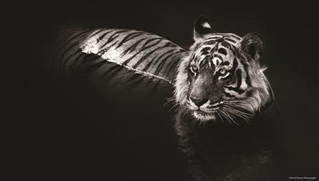 Nella natura selvaggia. Incontri ravvicinati con animali e paesaggi da salvare. Ediz. illustrata - David Yarrow - 4