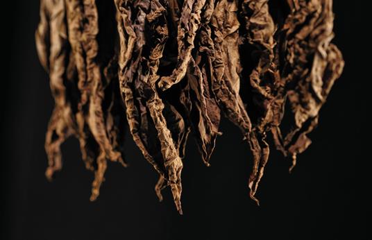 Sigaro toscano. Ediz. a colori - 4