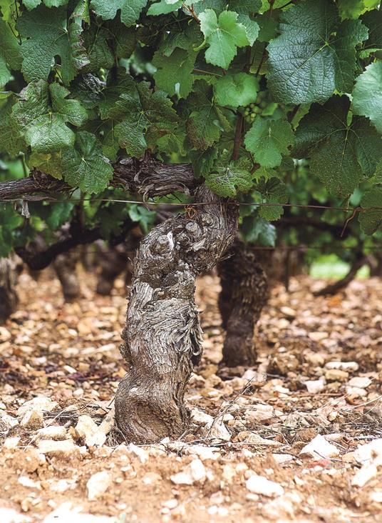 La cantina perfetta. Grandi vini da collezione. Ediz. a colori - Chiara Giannotti - 5