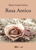 Rosa antico