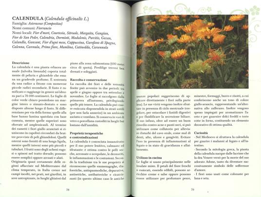 Erbe di campo. Cercarle, riconoscerle, cucinarle - 5