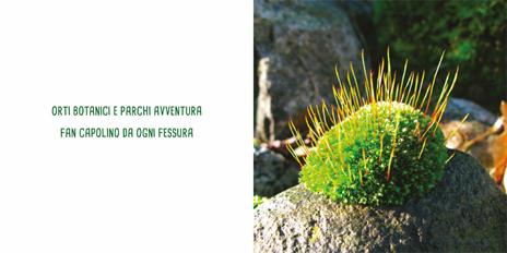 Piccolo verde. Ediz. illustrata - Chiara Carminati,Massimiliano Tappari - 4