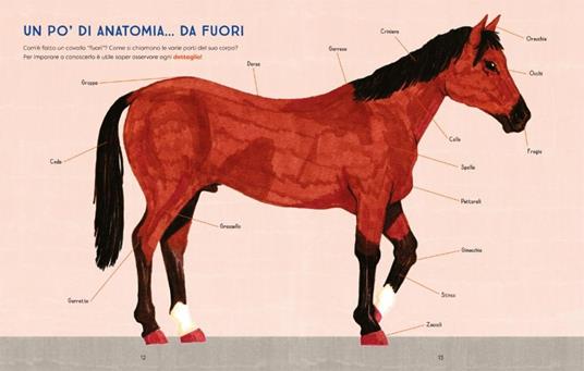 Al galoppo! Il libro illustrato dei cavalli. Ediz. a colori - Sara Panzavolta - 6