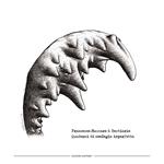 Quaderni di zoologia imperfetta. Francesco Massaro & Bestiario. Con QR Code