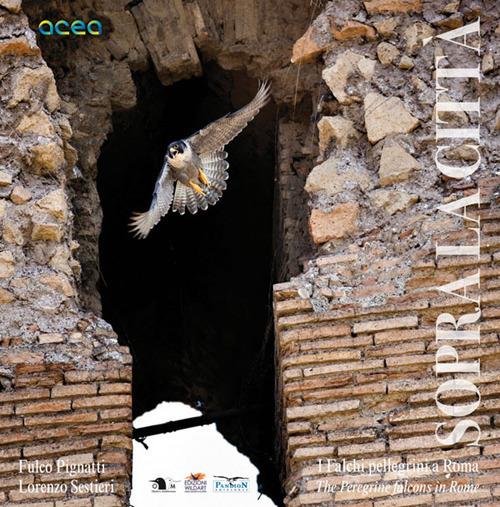 Sopra la città. I falchi pellegrini a Roma-The peregrine falcons in Rome. Ediz. bilingue - Fulco Pignatti,Lorenzo Sestieri - copertina