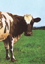 Atom Heart Mother. Il cuore nuovo dei Pink Floyd