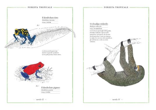 Inventario illustrato degli animali. Ediz. illustrata - Virginie Aladjidi,Emmanuelle Tchoukriel - 4