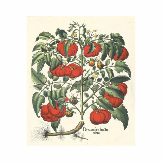 Hortus Eystettensys. Il più bel florilegio del '600. Facsimile da collezione completo di commentario e DVD. Ediz. italiana, inglese e tedesca - Basilius Besler - 15