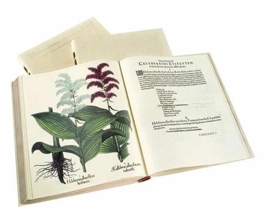 Hortus Eystettensys. Il più bel florilegio del '600. Facsimile da collezione completo di commentario e DVD. Ediz. italiana, inglese e tedesca - Basilius Besler - 7