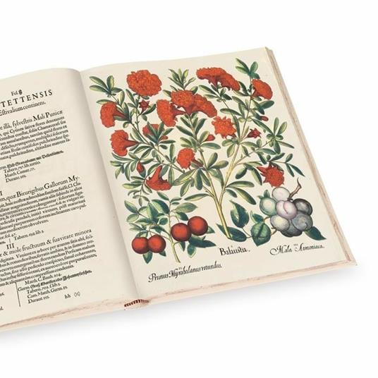 Hortus Eystettensys. Il più bel florilegio del '600. Facsimile da collezione completo di commentario e DVD. Ediz. italiana, inglese e tedesca - Basilius Besler - 3
