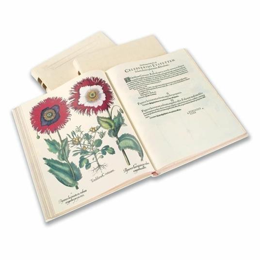 Hortus Eystettensys. Il più bel florilegio del '600. Facsimile da collezione completo di commentario e DVD. Ediz. italiana, inglese e tedesca - Basilius Besler - 4