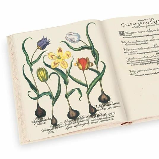 Hortus Eystettensys. Il più bel florilegio del '600. Facsimile da collezione completo di commentario e DVD. Ediz. italiana, inglese e tedesca - Basilius Besler - 6