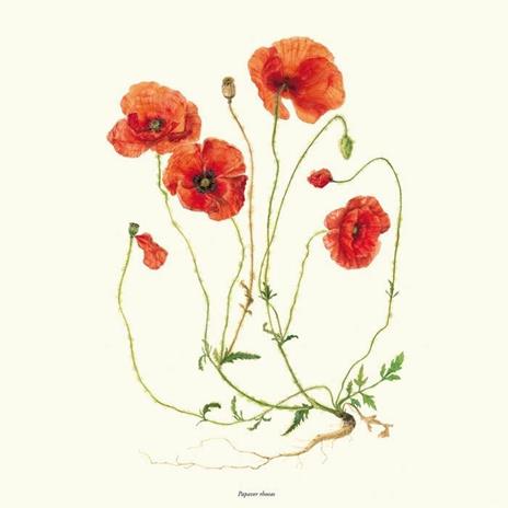 De materia medica. Il Dioscoride di Napoli. Riproduzione facsimilare - Dioscoride di Anazarbo - 10