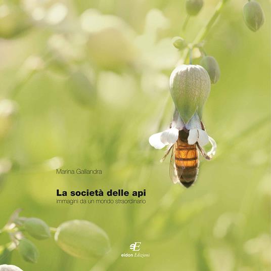 La società delle api. Immagini di un mondo staordinario. Ediz. italiana e inglese - Marina Gallandra - copertina