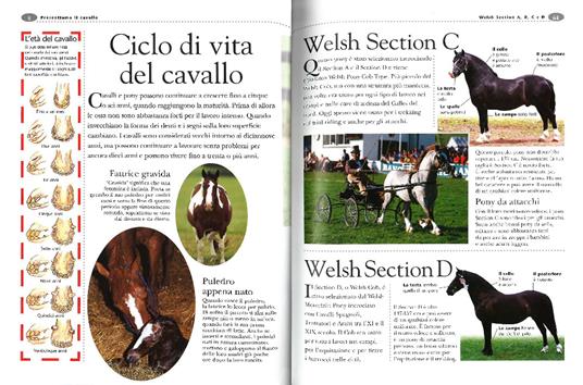 Enciclopedia del cavallo. Ediz. illustrata - Sandy Ransford - 2