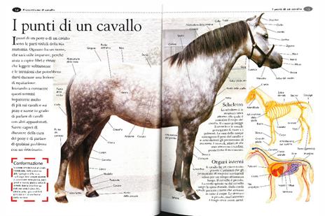 Enciclopedia del cavallo. Ediz. illustrata - Sandy Ransford - 3