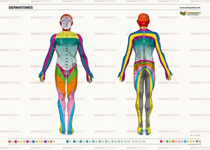 Osteoposter dermatomi corpo intero. Ediz. illustrata - Eter Srl Soc. Benefit - copertina