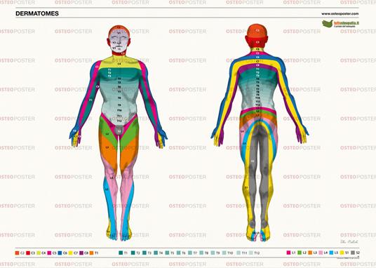 Osteoposter dermatomi corpo intero. Ediz. illustrata - Eter Srl Soc. Benefit - copertina