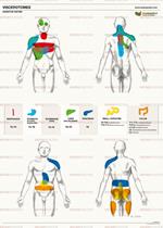 Osteoposter viscerotomi - sistema digestivo - verticale. Ediz. multilingue