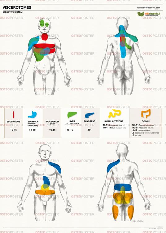 Osteoposter viscerotomi - sistema digestivo - verticale. Ediz. multilingue - Eter Srl Soc. Benefit - copertina