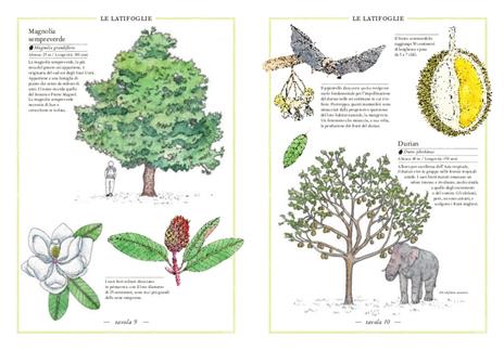 Inventario illustrato degli alberi - Emmanuelle Tchoukriel,Virginie Aladjidi - 3
