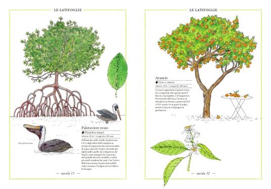 Inventario illustrato degli alberi - Emmanuelle Tchoukriel,Virginie Aladjidi - 4