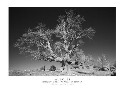 Muscles. Downy Oak, Talana, Sardinia. Ediz. italiana e inglese. Con stampa Fine Art - Enrico Spanu - copertina