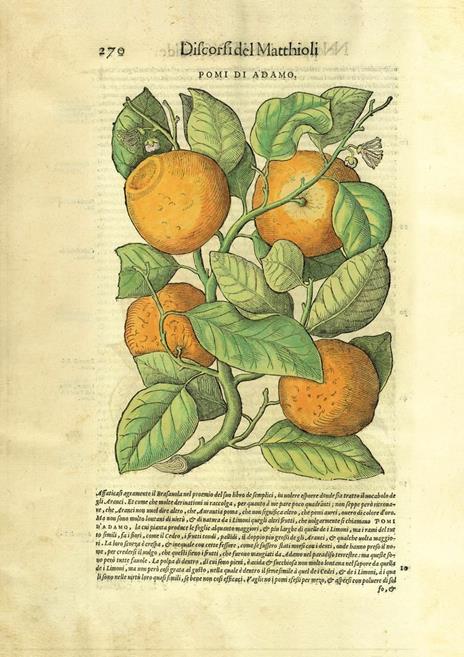 I Discorsi di P.A. Mattioli. L'esemplare dipinto da Gherardo Cibo. Facsimile. Commentario in lingua italiana - P. Andrea Mattioli - 12