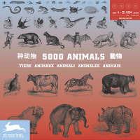 Libro Five thousand animals. Ediz. multilingue. Con 4 CD-ROM 